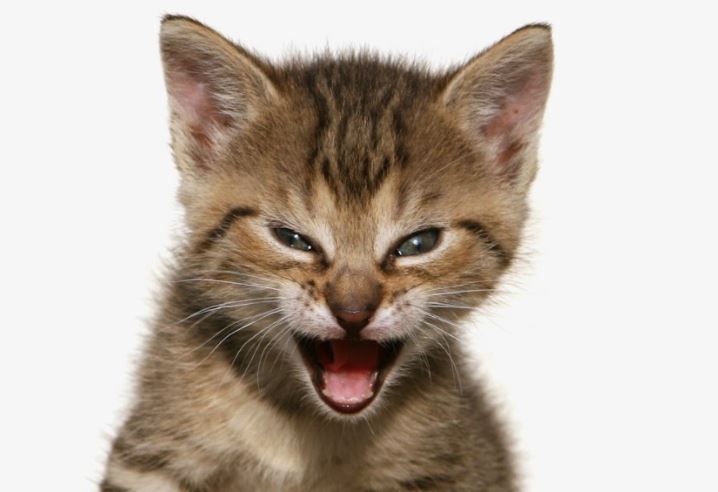 Roaring Kitty’s GME Position Has Upset Jews